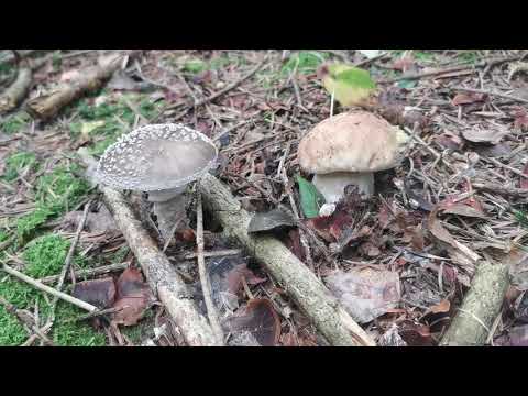 Grzyby jadalne dla początkujących. Cz. 2 Czy zbierać grzyby jadalne rosnące koło niejadalnych?