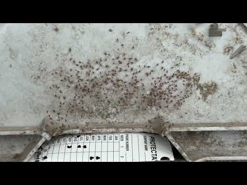 Spiders Take Residence in Rodent Bait...