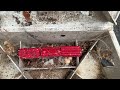 Spiders Take Residence in Rodent Bait Station in Allenhurst, NJ
