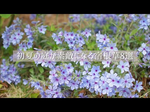 青い岩石匍匐性植物