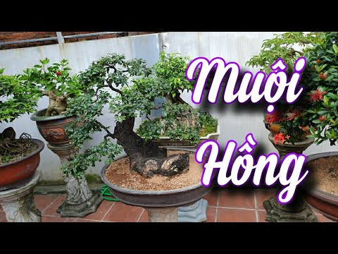 SH.5443. Look at the beautiful Muoi Hong tree here. Contact 0389.281.677.