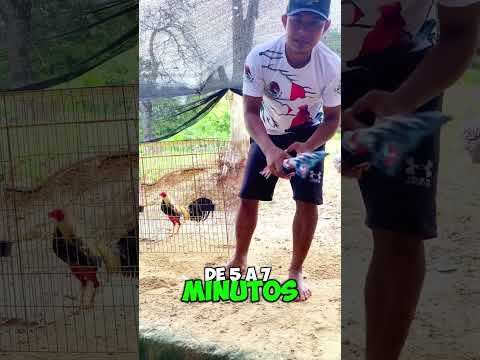 Cómo entrenar gallos y sacarlos 100%