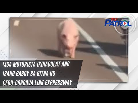 Mga motorista ikinagulat ang isang baboy sa gitna ng Cebu-Cordova Link Expressway TV Patrol