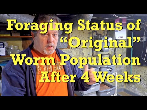 Week 4 of foraging in 173-day "original worms" system - vermicompost