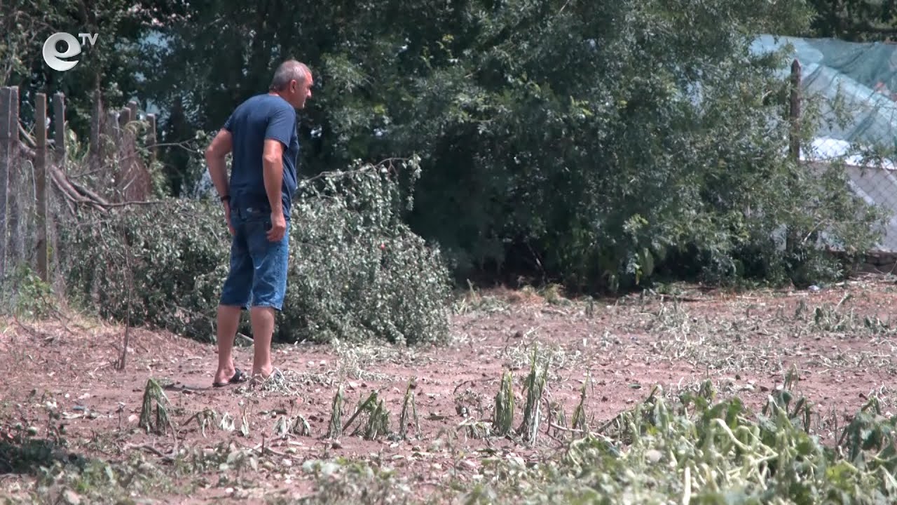 Градушка, колкото орех, унищожи посевите в село Динево