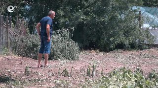 Градушка, колкото орех, унищожи посевите в село Динево