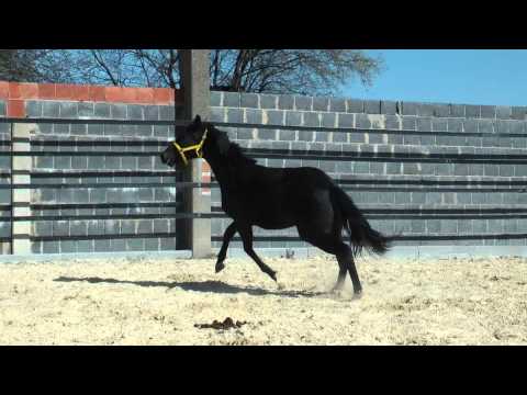 2 j  v  Stoiber   Roy  Pal 1080i 25