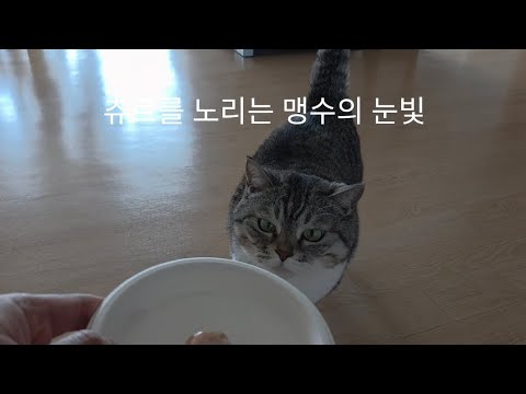 늑구닮은 맹수의 먹방