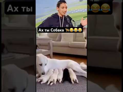 Измена #юмор #собака #измена #смешно