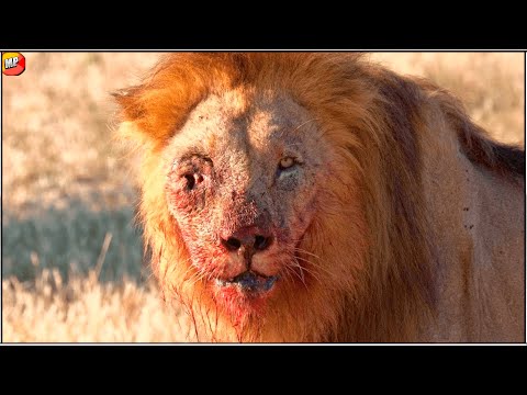 10 Veces que el León Recibió su Merecido y terminó así..