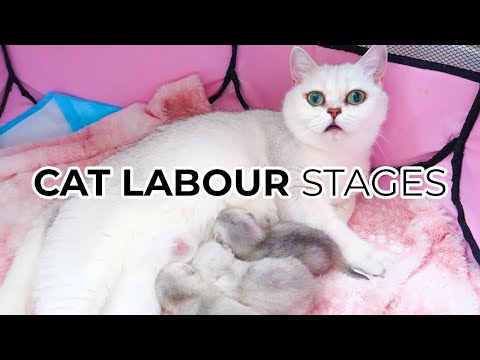THE 3 STAGES OF CAT BIRTH Featuring: My British Shorthair Cat Luna 🌙 + 1000+ SUBSCRIBER GIVEAWAY! 🎁