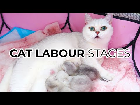 YouTube video about Understanding the Phases of Your Cat's Birthing Process