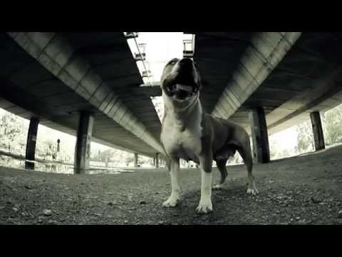 Kolaps - Pas [official video]