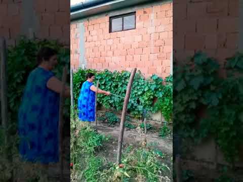 , title : 'Mi abuela regando las plantas de uva en la huerta ! #shorts #huerta #plantas #uvas'