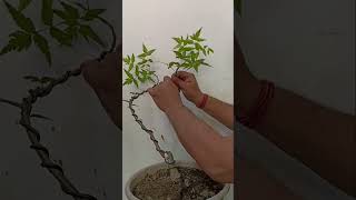 Download lagu Bagaimana cara merangkai bonsai? mp3