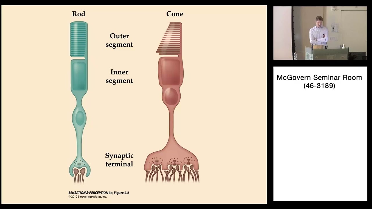 7: The Eye and Retina