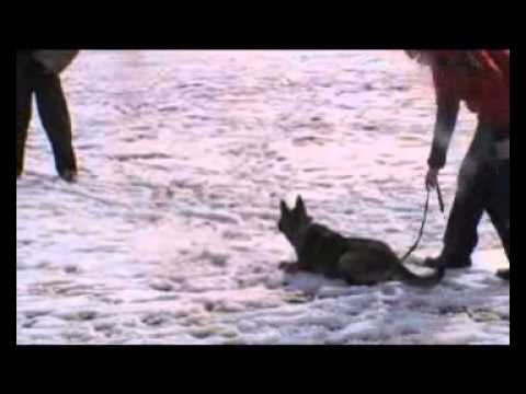 EMMA AYKMAR - 8 months defence - h: Marek Černý