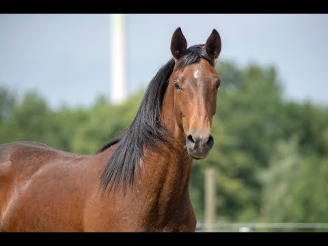 Braune Stute Baronesse von Diamond Hit aus der Sissi