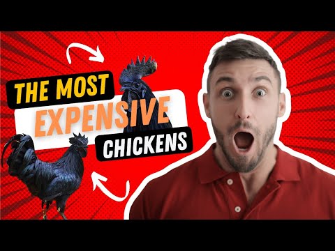 The Amazing Ayam Cemani Chickens, The Most Expensive Chicken in the World (HD Quality)