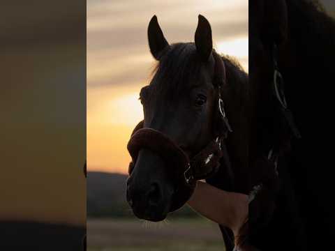 Shotgun vd Brouwershoeve (H&M CHILLI WILLI x DARCO) - Video 6 video thumbnail
