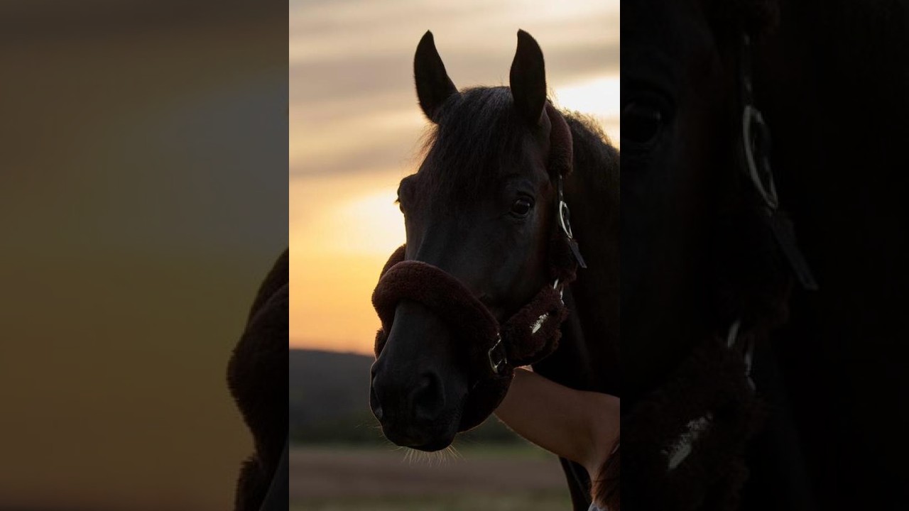 Shotgun vd Brouwershoeve (H&M CHILLI WILLI x DARCO) video 3