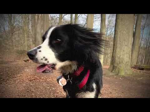 Luna-tic Pooches video.