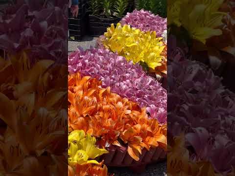 青いヤシのユリ 植物