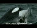 Benedict Cumberbatch Talking About The Blue Planet Live