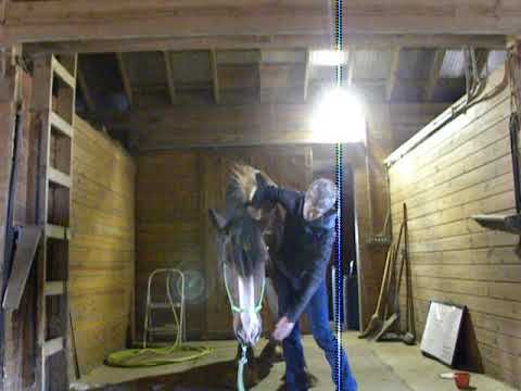 KT's Training Tips - Teaching Head Down Cue