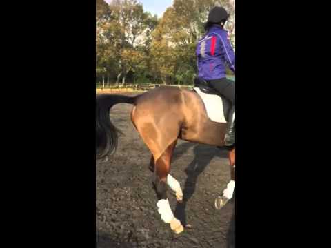 Don Schufro X Weltmeyer