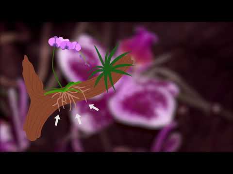 Den tropiske regnskov - del 2