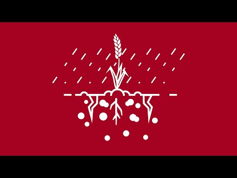 Weizen Proteingehalt stabilisieren - GPD