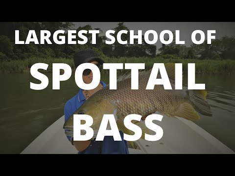 LARGEST SCHOOL OF PNG SPOTTAIL BASS EVER CAUGHT ON TAPE!