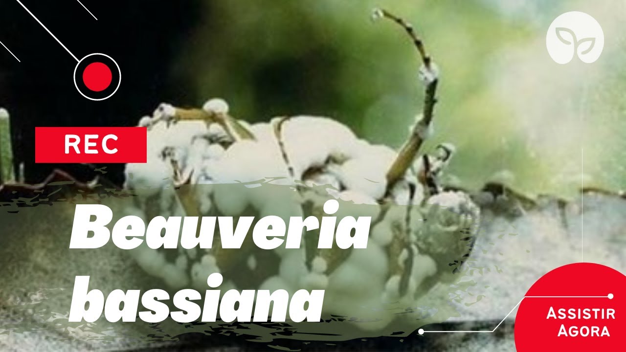 MANEJO ECOLÓGICO DE PRAGAS | Conheça o fungo entomopatogênico Beauveria bassiana