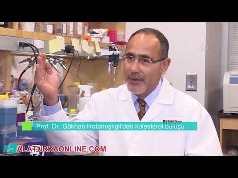 Harvard'da Türk profesörden tıp dünyasını heyecanlandıran kolesterol buluşu