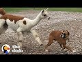 If You See This Alpaca .... RUN!!!!! | The Dodo