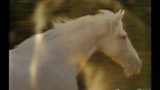 Horses - Above the City - Filesica's MEP (part 4)