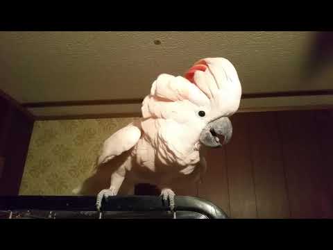 download lagu mp3 mp4 Cockatoo Tantrum, download mp3 Cockatoo Tantrum free download mp3, download mp3 Cockatoo Tantrum