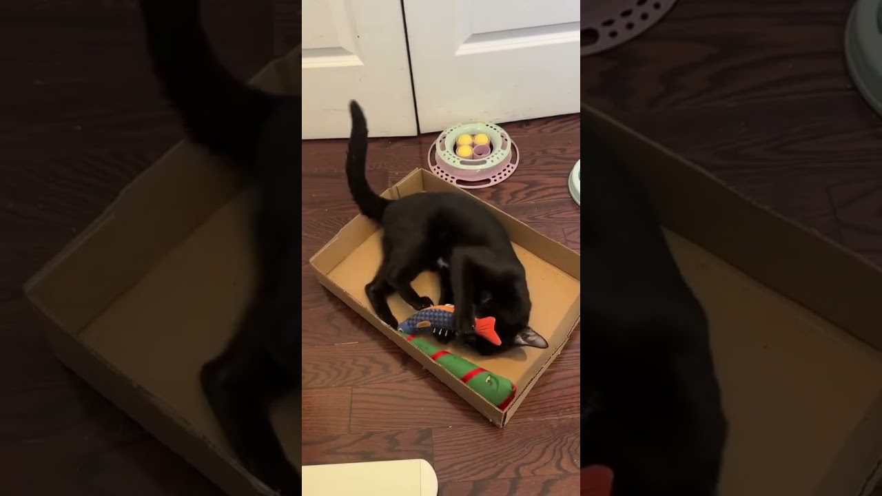 Mason, an adopted American Shorthair in Brooklyn, NY video 6/6
