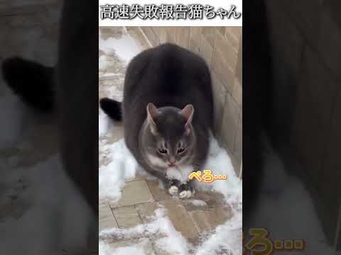 猫のおもしろ画像にツッコミどころ満載なアフレコしてみた＃407【失敗】【ハプニング映像】#shorts　#アフレコ #面白動画