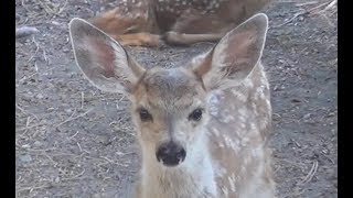 Death of her Fawn – a mother deer&#39;s reaction