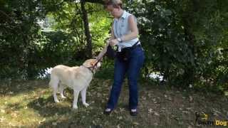 A Guide to Choosing the Proper Dog Leash