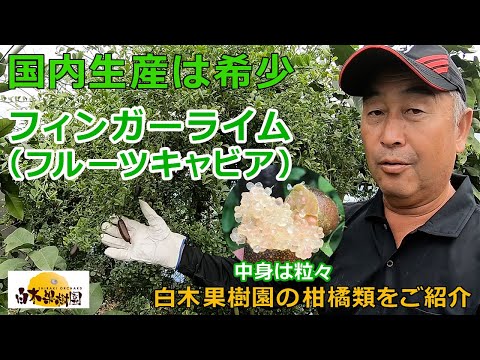 樹上性ライムの作り方 ライムの木にいつライムを施すか なぜその方法を