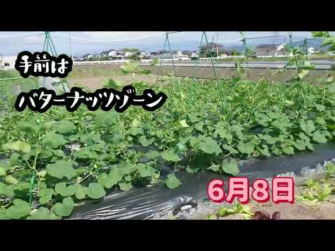 バターナッツスカッシュ 植物