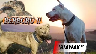 Download lagu ANJING PEMBURU HAMA TAMBAK!! mp3 Download lagu ANJING PEMBURU HAMA TAMBAK!! mp3