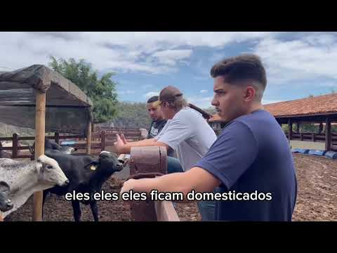 Fazenda Lapa Vermelha Trabalho Zootecnia de Ruminantes 