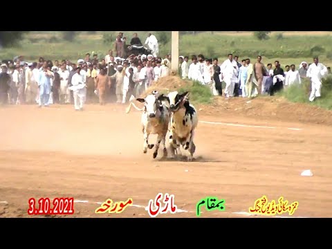 3.10.2021.bull race in pakistan