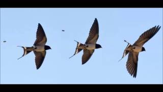 Download lagu Suara Walet | Suara Panggil Walet Audio HQ Full mp3