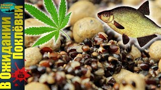 Конопляные семена для рыбалки как приготовить