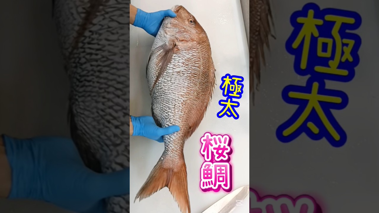 桜鯛【天然真鯛】特大６キロ脂のり過ぎ #真鯛 #桜鯛 #西浅